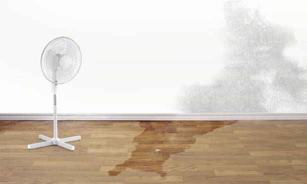 Best Ceiling water damage repair  in Forreston, IL